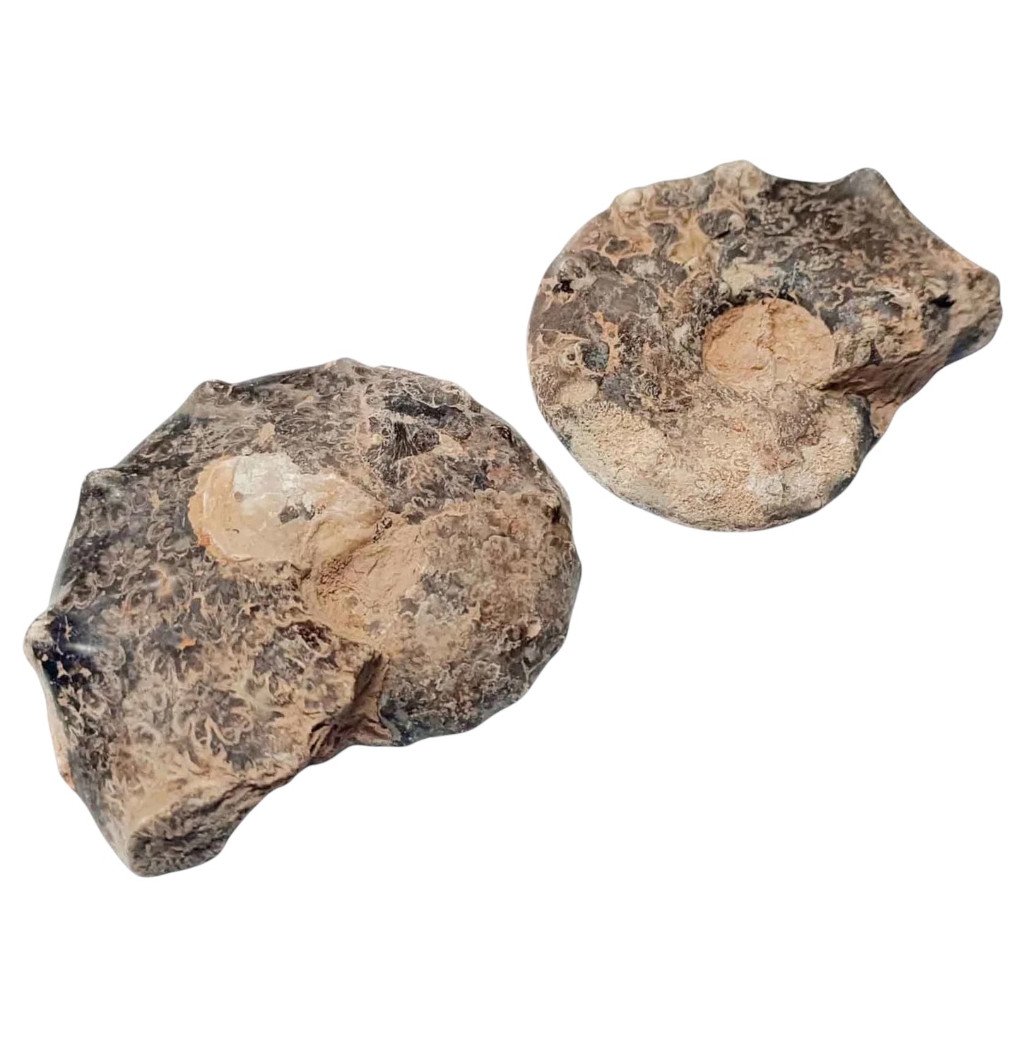 Ammonite Mammites Fosil Cortados por la mitad (Origen De Marruecos) 11 Cms