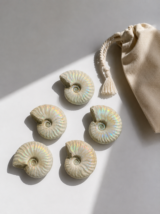 Ammonite Iridiscente