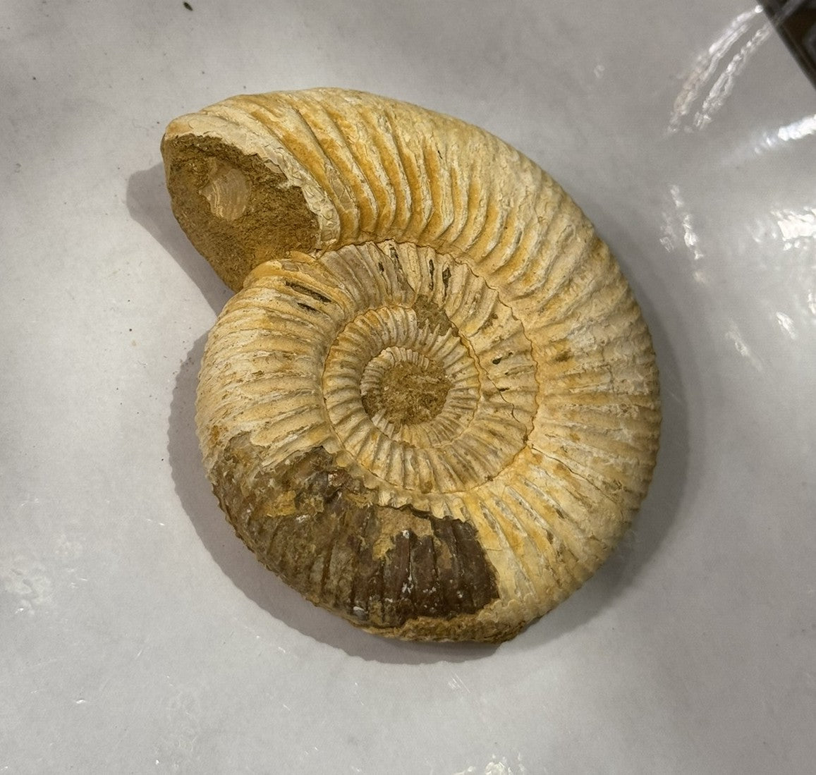 Fosil de ammonite