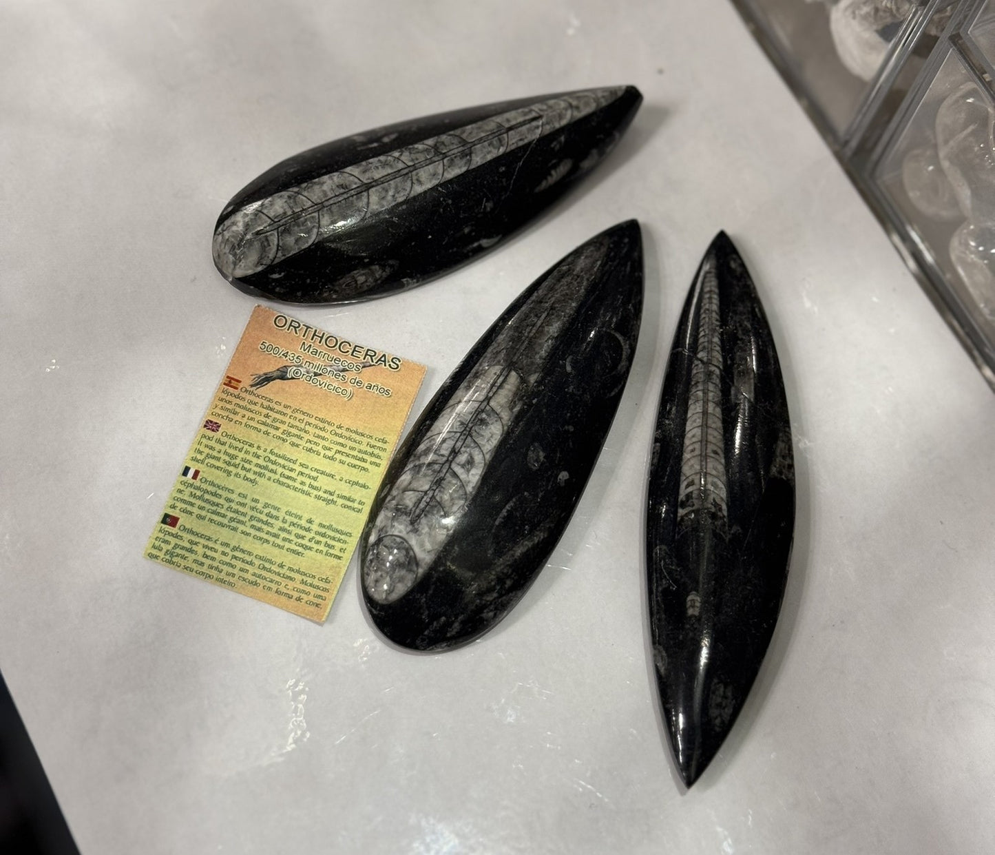 Fosil de orthocera