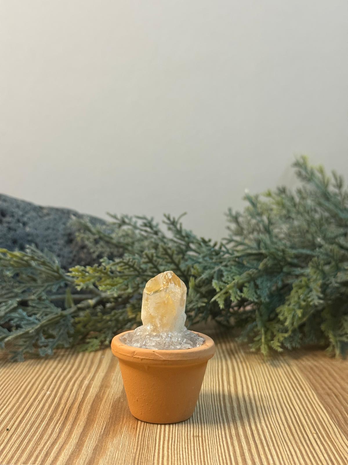 maceta de citrino