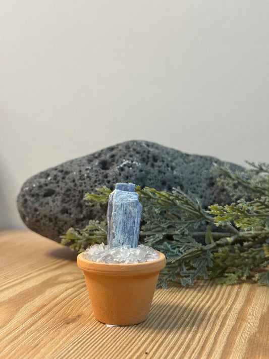 Maceta Cianita azul (espada de san Miguel)